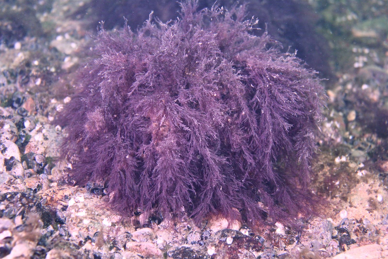 jūras gultnes augu daudzveidība
